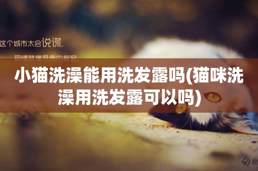小貓洗澡能用洗發露嗎(貓咪洗澡用洗發露可以嗎)