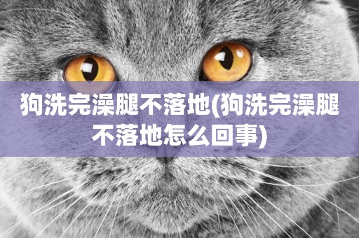狗洗完澡腿不落地(狗洗完澡腿不落地怎么回事)