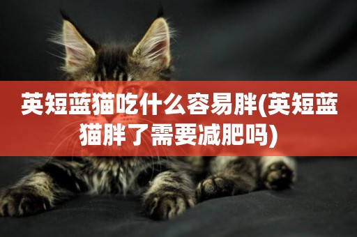 英短藍貓吃什么容易胖(英短藍貓胖了需要減肥嗎)