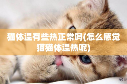 貓體溫有些熱正常嗎(怎么感覺貓貓體溫熱呢)