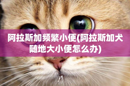 阿拉斯加頻繁小便(阿拉斯加犬隨地大小便怎么辦)