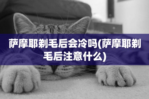 薩摩耶剃毛后會冷嗎(薩摩耶剃毛后注意什么)