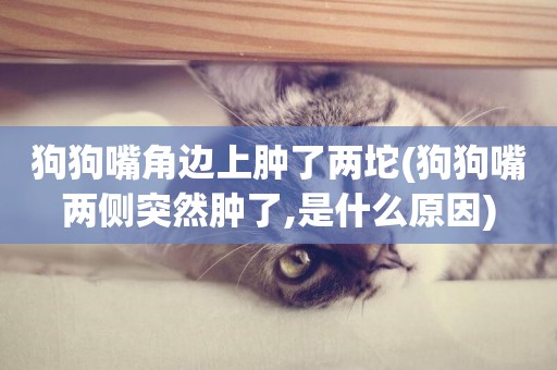 狗狗嘴角邊上腫了兩坨(狗狗嘴兩側突然腫了,是什么原因)
