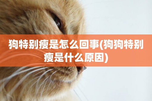 狗特別瘦是怎么回事(狗狗特別瘦是什么原因)