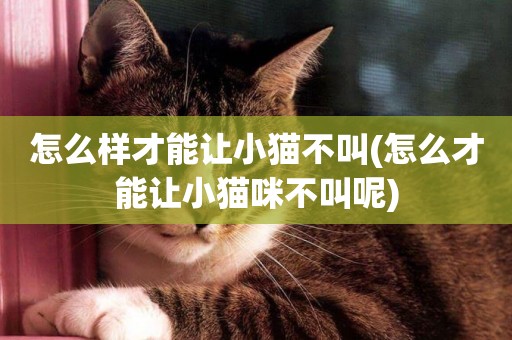 怎么樣才能讓小貓不叫(怎么才能讓小貓咪不叫呢)