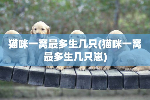 貓咪一窩最多生幾只(貓咪一窩最多生幾只崽)