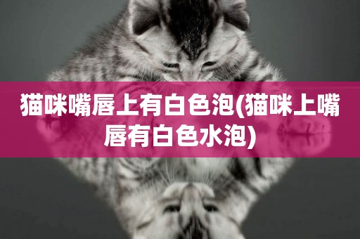 貓咪嘴唇上有白色泡(貓咪上嘴唇有白色水泡)