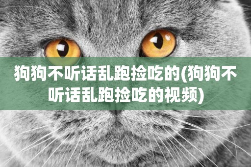 狗狗不聽話亂跑撿吃的(狗狗不聽話亂跑撿吃的視頻)