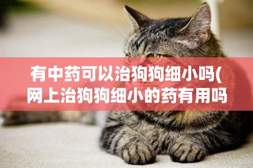有中藥可以治狗狗細小嗎(網上治狗狗細小的藥有用嗎)