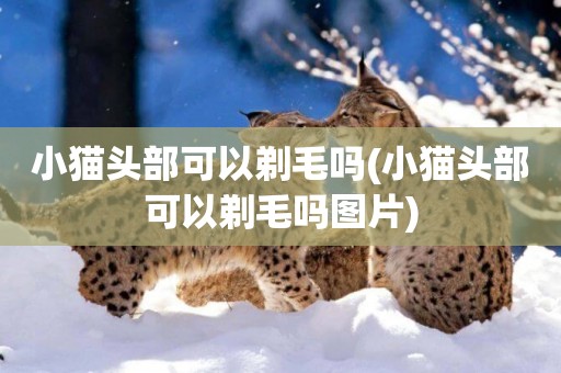 小貓頭部可以剃毛嗎(小貓頭部可以剃毛嗎圖片)