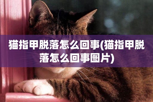 貓指甲脫落怎么回事(貓指甲脫落怎么回事圖片)