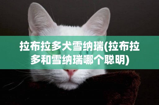 拉布拉多犬雪納瑞(拉布拉多和雪納瑞哪個聰明)