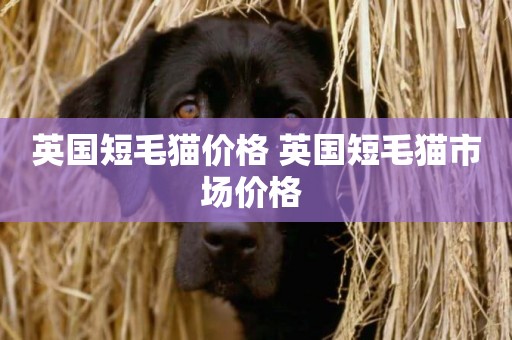 英國短毛貓價格 英國短毛貓市場價格 