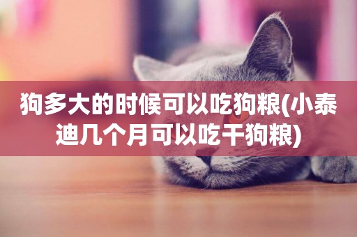 狗多大的時候可以吃狗糧(小泰迪幾個月可以吃干狗糧)