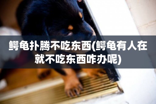 鱷龜撲騰不吃東西(鱷龜有人在就不吃東西咋辦呢)
