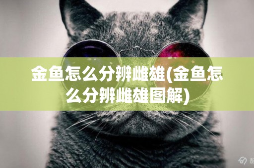 金魚怎么分辨雌雄(金魚怎么分辨雌雄圖解)