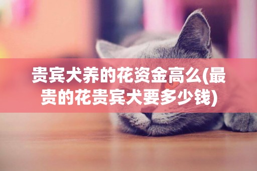 貴賓犬養的花資金高么(最貴的花貴賓犬要多少錢)