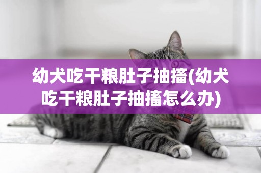 幼犬吃干糧肚子抽搐(幼犬吃干糧肚子抽搐怎么辦)