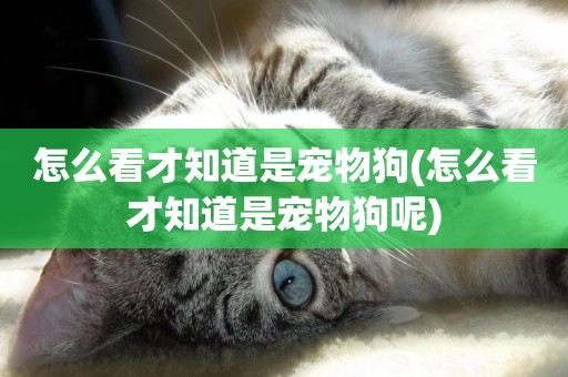 怎么看才知道是寵物狗(怎么看才知道是寵物狗呢)
