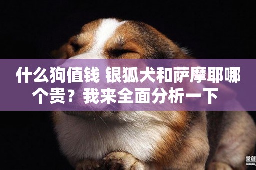 什么狗值錢 銀狐犬和薩摩耶哪個貴？我來全面分析一下 