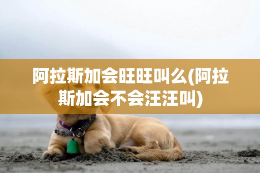 阿拉斯加會旺旺叫么(阿拉斯加會不會汪汪叫)