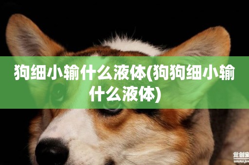 狗細小輸什么液體(狗狗細小輸什么液體)