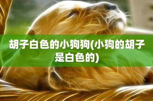 胡子白色的小狗狗(小狗的胡子是白色的)