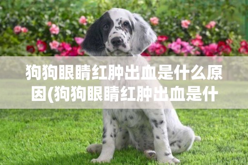 狗狗眼睛紅腫出血是什么原因(狗狗眼睛紅腫出血是什么原因造成的)