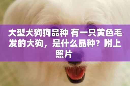 大型犬狗狗品種 有一只黃色毛發的大狗，是什么品種？附上照片 