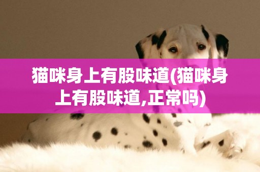 貓咪身上有股味道(貓咪身上有股味道,正常嗎)