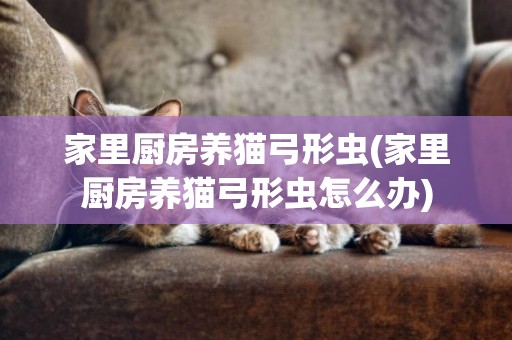 家里廚房養貓弓形蟲(家里廚房養貓弓形蟲怎么辦)