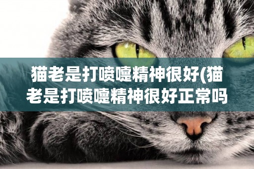 貓老是打噴嚏精神很好(貓老是打噴嚏精神很好正常嗎)
