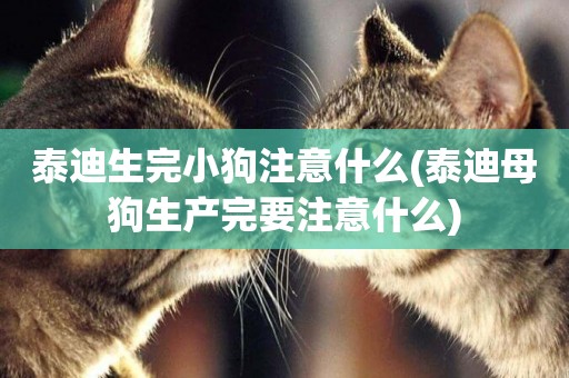 泰迪生完小狗注意什么(泰迪母狗生產完要注意什么)