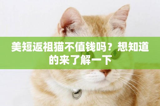 美短返祖貓不值錢嗎?想知道的來了解一下 美短返祖貓不值錢嗎?想知道的來了解一下