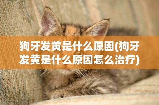 狗牙發黃是什么原因(狗牙發黃是什么原因怎么治療)