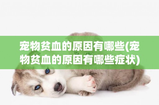 寵物貧血的原因有哪些(寵物貧血的原因有哪些癥狀)