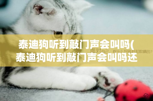 泰迪狗聽到敲門聲會叫嗎(泰迪狗聽到敲門聲會叫嗎還是叫)