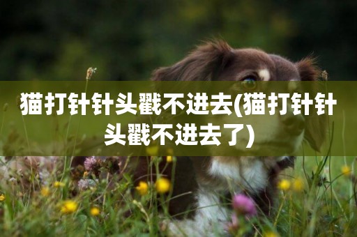 貓打針針頭戳不進去(貓打針針頭戳不進去了)
