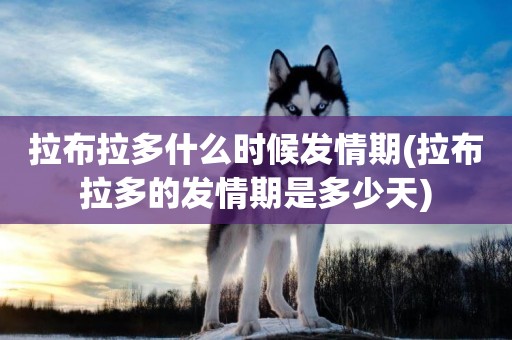 拉布拉多什么時候發情期(拉布拉多的發情期是多少天)