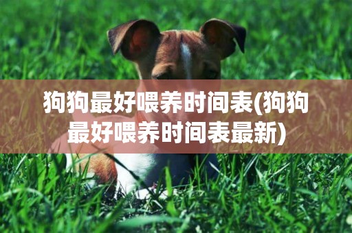 狗狗最好喂養時間表(狗狗最好喂養時間表最新)
