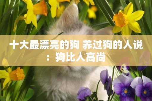 十大最漂亮的狗 養過狗的人說：狗比人高尚 