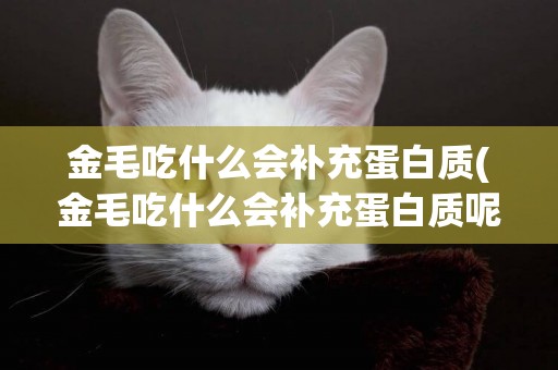 金毛吃什么會補充蛋白質(金毛吃什么會補充蛋白質呢)