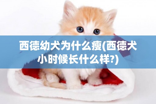 西德幼犬為什么瘦(西德犬小時候長什么樣?)