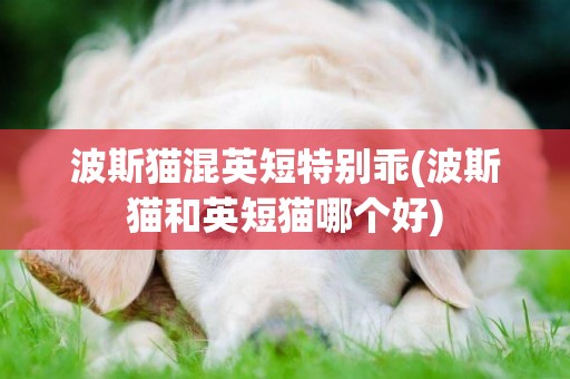 波斯貓混英短特別乖(波斯貓和英短貓哪個好)