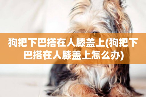 狗把下巴搭在人膝蓋上(狗把下巴搭在人膝蓋上怎么辦)