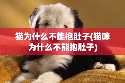 貓為什么不能抱肚子(貓咪為什么不能抱肚子)