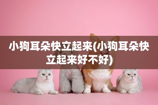 小狗耳朵快立起來(小狗耳朵快立起來好不好)