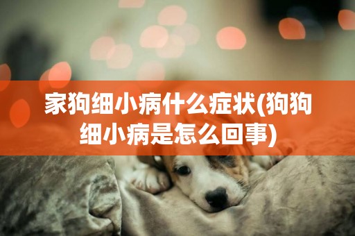 家狗細小病什么癥狀(狗狗細小病是怎么回事)