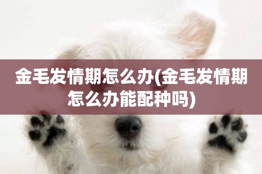 金毛發情期怎么辦(金毛發情期怎么辦能配種嗎)