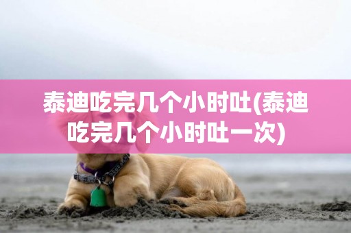 泰迪吃完幾個小時吐(泰迪吃完幾個小時吐一次)
